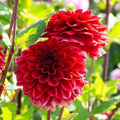 dahlia crimson|dahlia boom boom red.